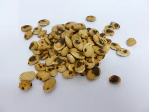 Chao Bai Bian Dou - Heated White Lablab Bean