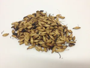 Chao Mai Ya - Heated Malt